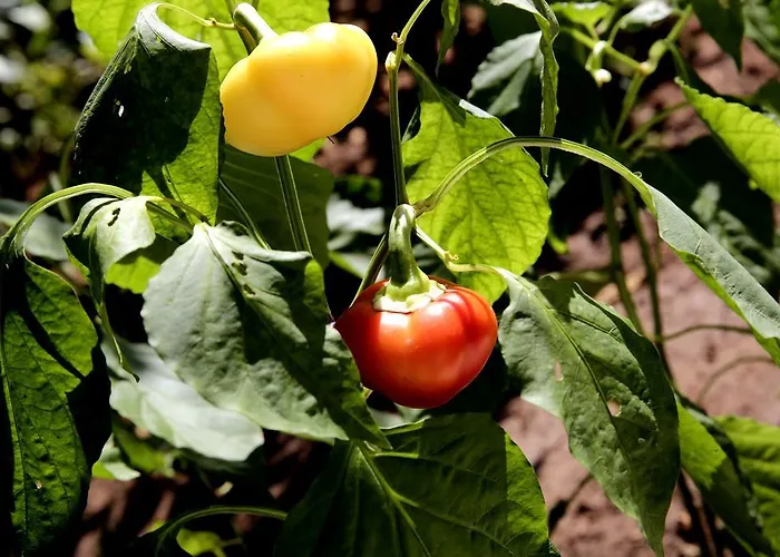 Vodaric Apartamento *